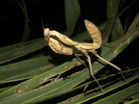 Praying mantis Stock Photos