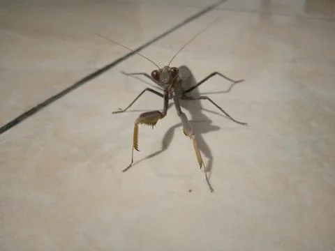 Praying mantis Stock Photos