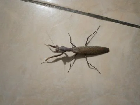 Praying mantis Foto stock