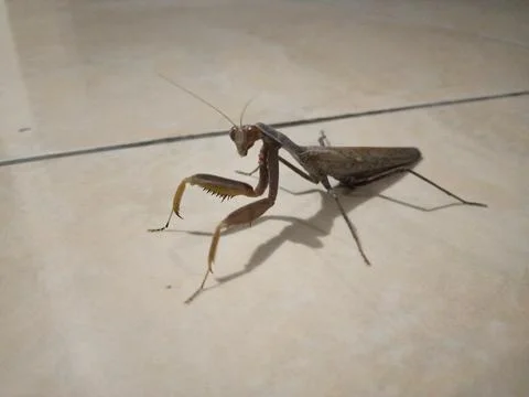 Praying mantis Stock Photos