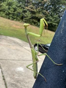 Praying mantis Stock-Fotos