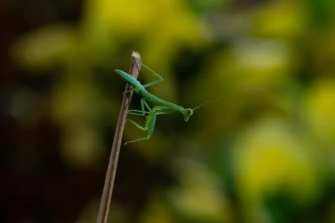 Praying Mantis Stock Photos