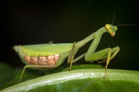 Praying mantis Stock Photos