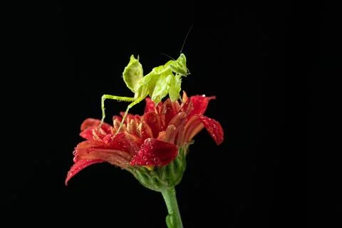 Praying Mantis Stock Photos