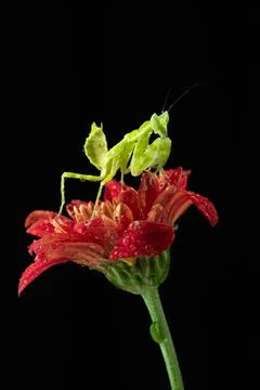 Praying Mantis Stock Photos