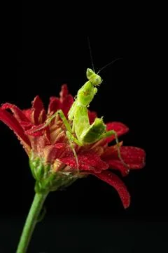 Praying Mantis Stock Photos