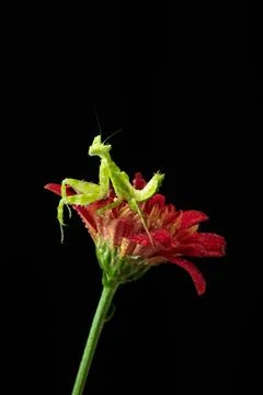 Praying Mantis Stock Photos