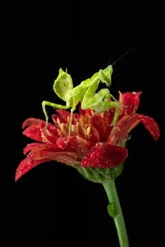 Praying Mantis Stock Photos