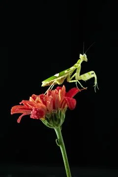 Praying Mantis Stock Photos