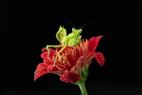 Praying Mantis Stock Photos