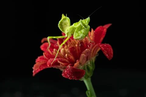 Praying Mantis Stock Photos