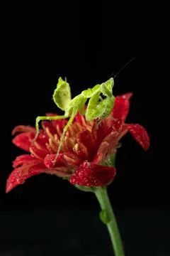 Praying Mantis Stock Photos