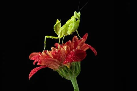 Praying Mantis Stock Photos