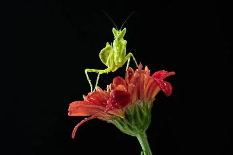 Praying Mantis Stock Photos