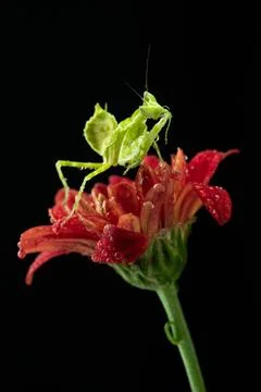 Praying Mantis Stock Photos