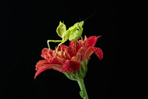 Praying Mantis Stock Photos