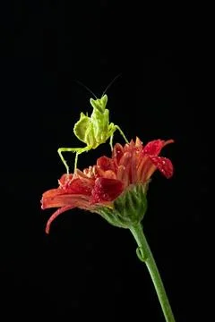 Praying Mantis Stock Photos