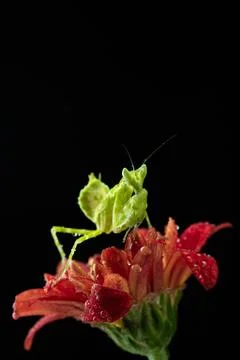 Praying Mantis Stock Photos
