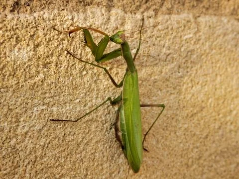 Praying Mantis. 库存照片