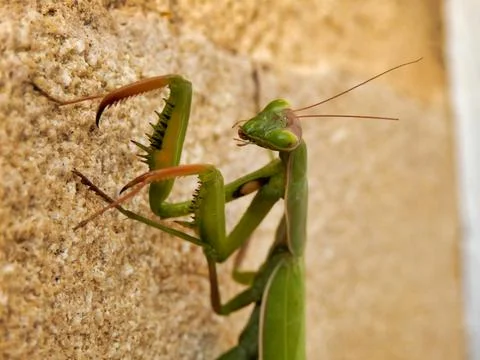 Praying Mantis. Stock Photos