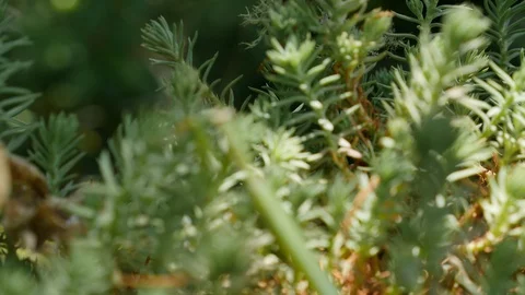 Praying mantis on pine branch abdomen comes into focus Stock-Footage 91159509