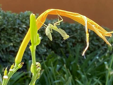 The praying mantis on the plant' leaf Stock Photos