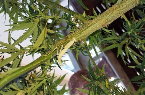 PRAYING MANTIS ON PLANT Fotos Stock