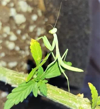 PRAYING MANTIS ON PLANT Fotos Stock