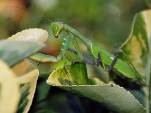 Praying mantis in a plant Stock Photos