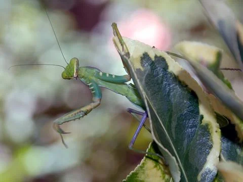Praying mantis in a plant Stock Photos