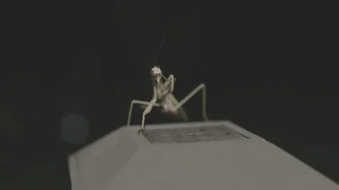 Praying Mantis on Porch Light in Backyard 스톡 동영상 293180835