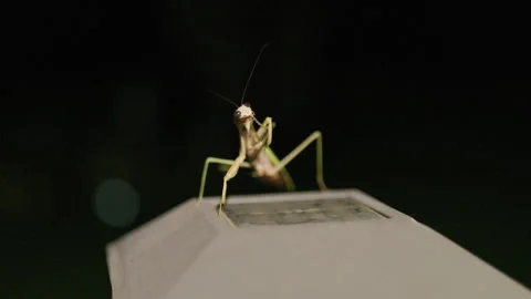 Praying Mantis on Porch Light in Backyard Stock-Footage 293180839