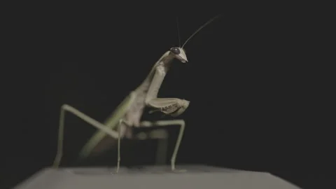 Praying Mantis on Porch Light in Backyard Stock-Footage 293180843