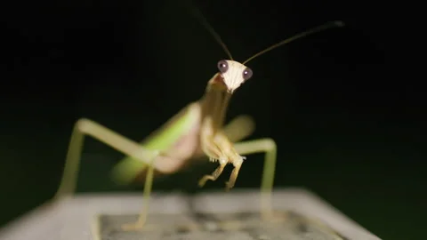 Praying Mantis on Porch Light in Backyard 스톡 동영상 293180849