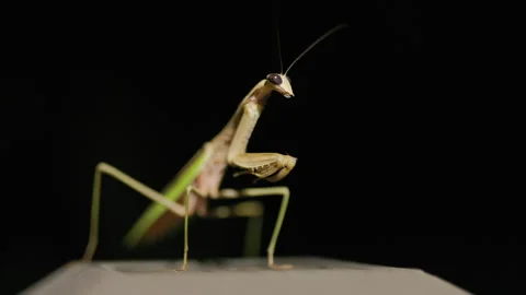 Praying Mantis on Porch Light in Backyard Stock-Footage 293180853