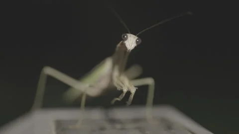 Praying Mantis on Porch Light in Backyard Stock-Footage 293180854