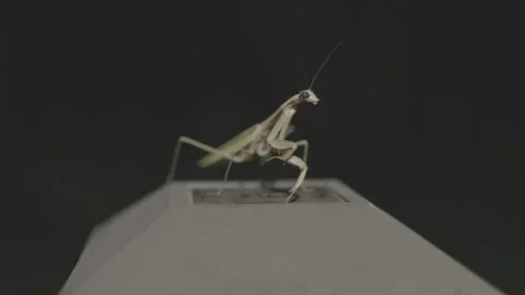 Praying Mantis on Porch Light in Backyard Stock-Footage 293180870