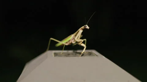 Praying Mantis on Porch Light in Backyard Stock-Footage 293180871
