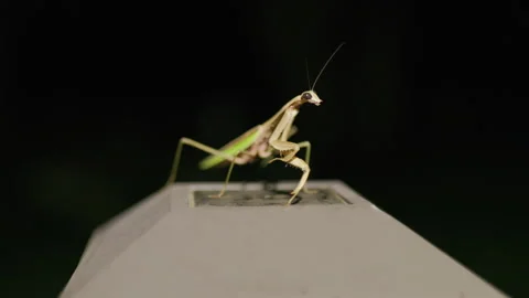 Praying Mantis on Porch Light in Backyard 스톡 동영상 293180872
