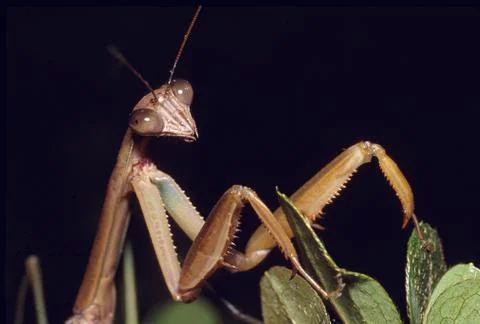 Praying mantis portrait Stock-Fotos