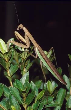 Praying mantis portrait Fotos Stock