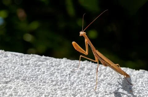 Praying mantis posing Foto stock