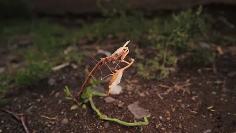 Praying mantis. praying mantis is molting its skin. praying mantis in the nature Stock Footage 141432355