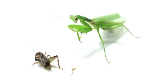 Praying mantis predation on a white background Video stock 139433692
