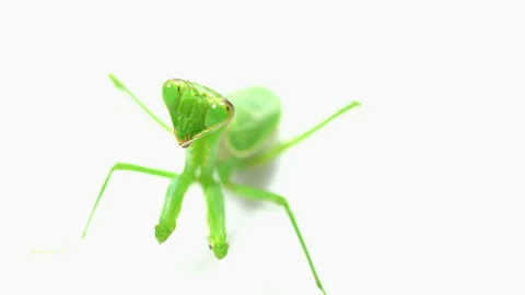 Praying mantis predation on a white background Video stock 139433720