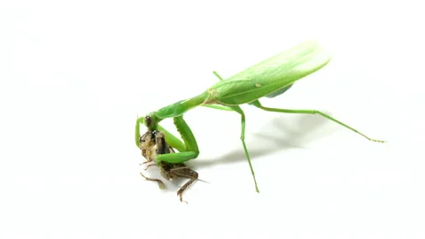 Praying mantis predation on a white background Video stock 139433942