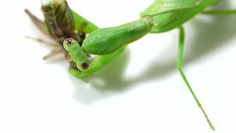 Praying mantis predation on a white background Video stock 139433949