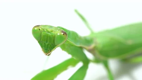 Praying mantis predation on a white background Video stock 139433993