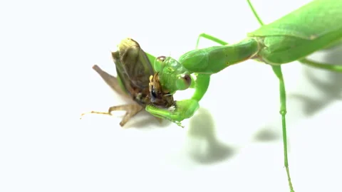 Praying mantis predation on a white background Video stock 139434093