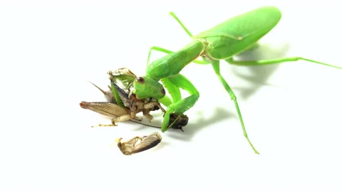 Praying mantis predation on a white background Video stock 139434101